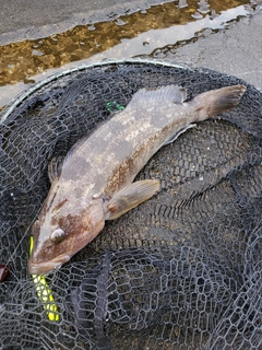 アイナメの釣果