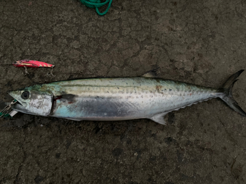 サゴシの釣果