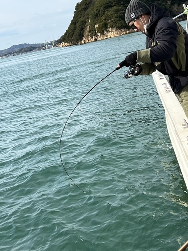 ハマチの釣果