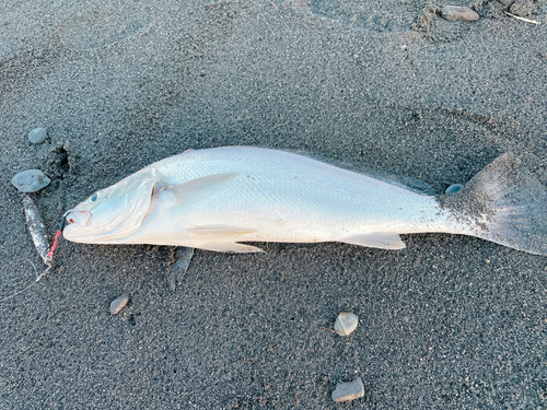 ニベの釣果