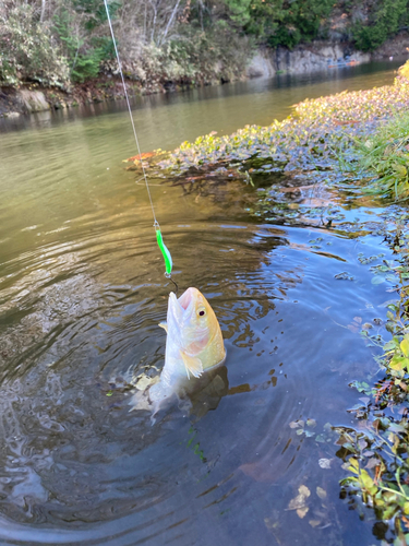 ニジマスの釣果