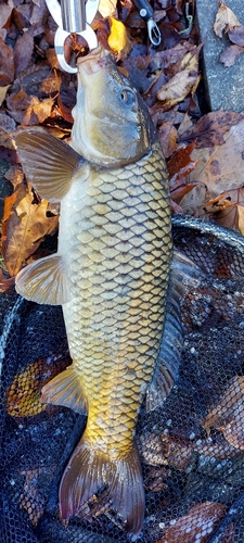 コイの釣果