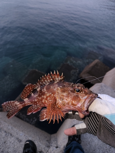 アラカブの釣果