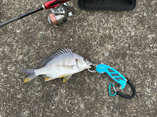 キビレの釣果