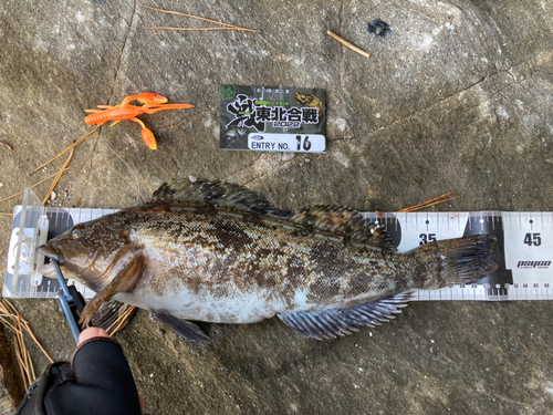 アイナメの釣果