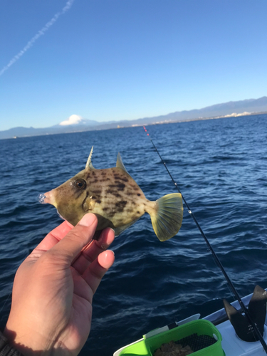 カワハギの釣果