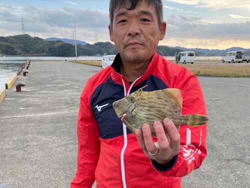 カワハギの釣果