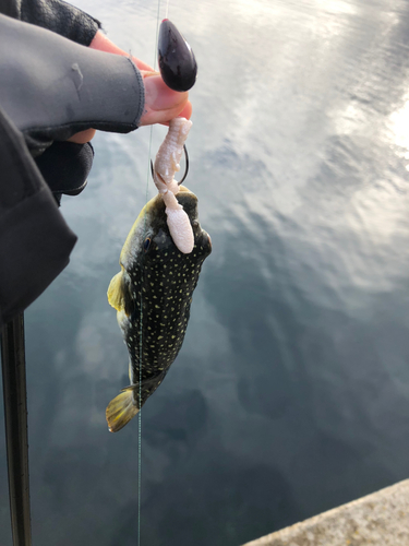 タケノコメバルの釣果