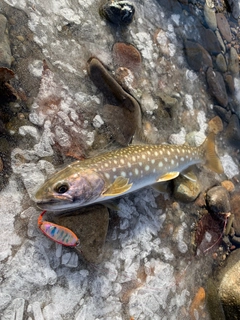 アメマスの釣果