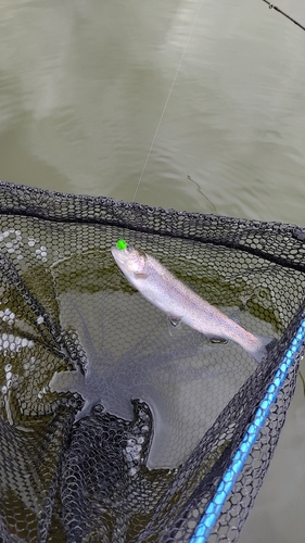 ニジマスの釣果