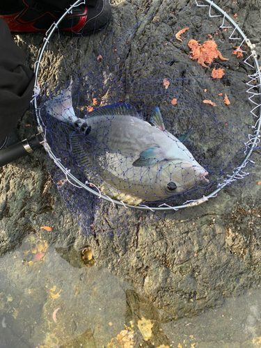 釣果