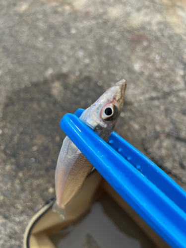 キスの釣果