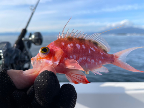 サクラダイの釣果