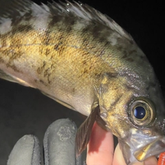 クロメバルの釣果