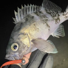 シロメバルの釣果