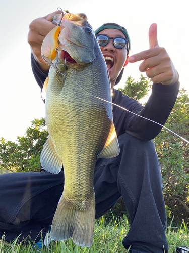 ラージマウスバスの釣果