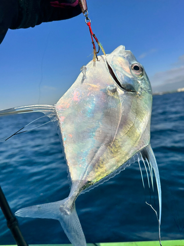 イトヒキアジの釣果