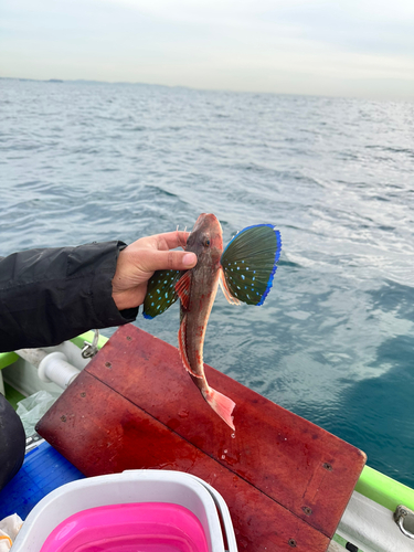 ホウボウの釣果