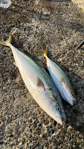 ブリの釣果