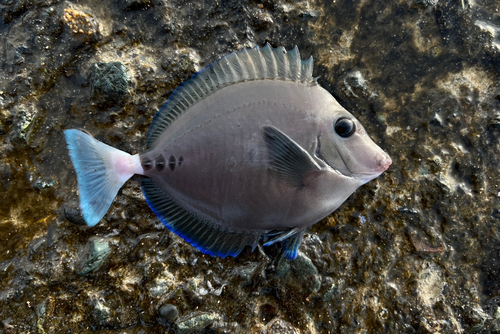 サンノジの釣果