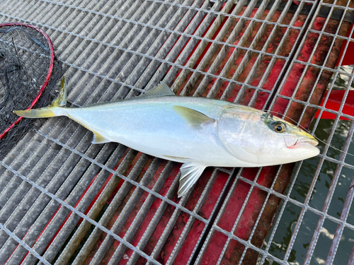 メジロの釣果