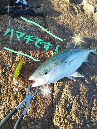 ハマチの釣果