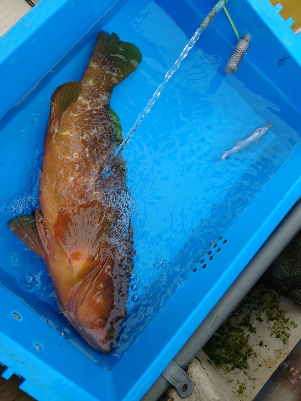 ♪よっしー♪さんの釣果 3枚目の画像