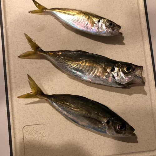 アジの釣果