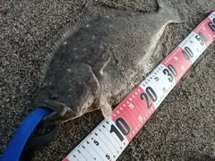 ヒラメの釣果