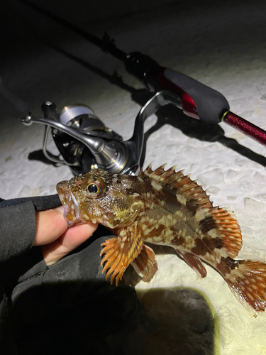 カサゴの釣果