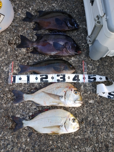 イシダイの釣果