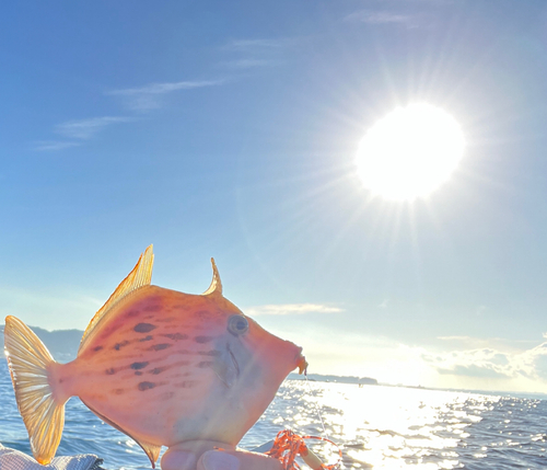 カワハギの釣果