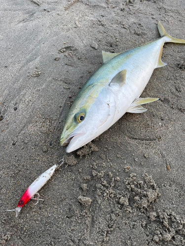 ワラサの釣果