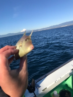 カワハギの釣果