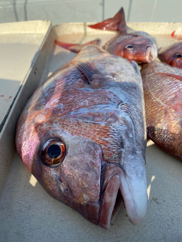 マダイの釣果