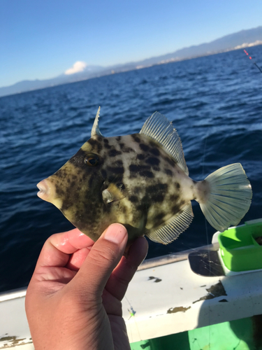 カワハギの釣果