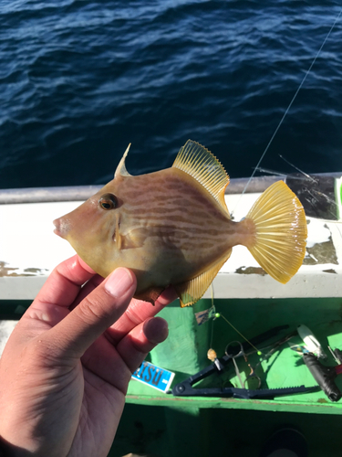 カワハギの釣果