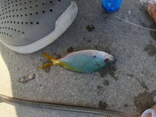 グルクンの釣果