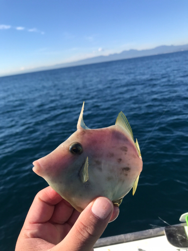 カワハギの釣果