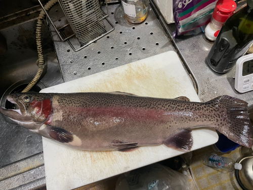 ニジマスの釣果