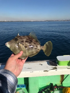 カワハギの釣果