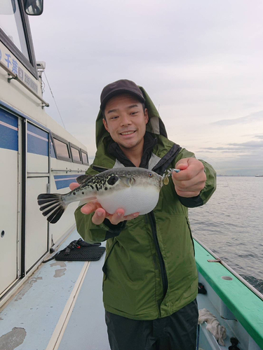 トラフグの釣果