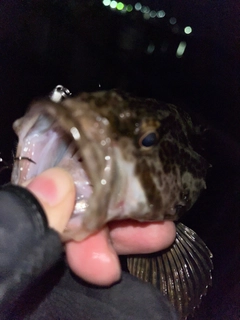 タケノコメバルの釣果