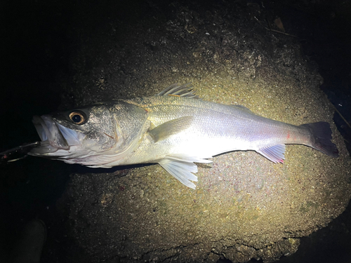 スズキの釣果