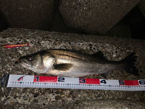 シーバスの釣果