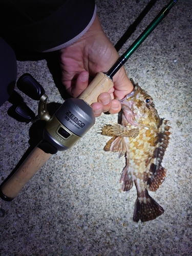 アラカブの釣果