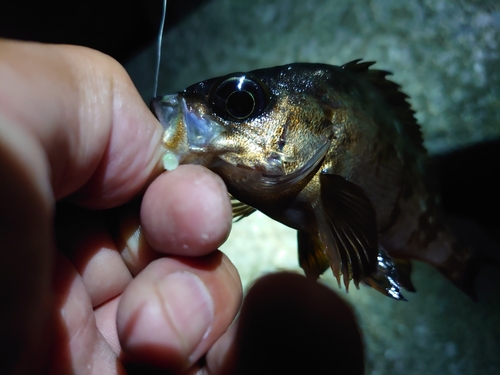 メバルの釣果