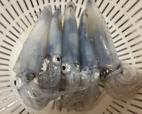 ヒイカの釣果