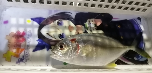 メッキの釣果