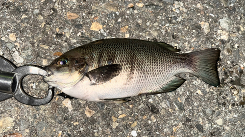 グレの釣果